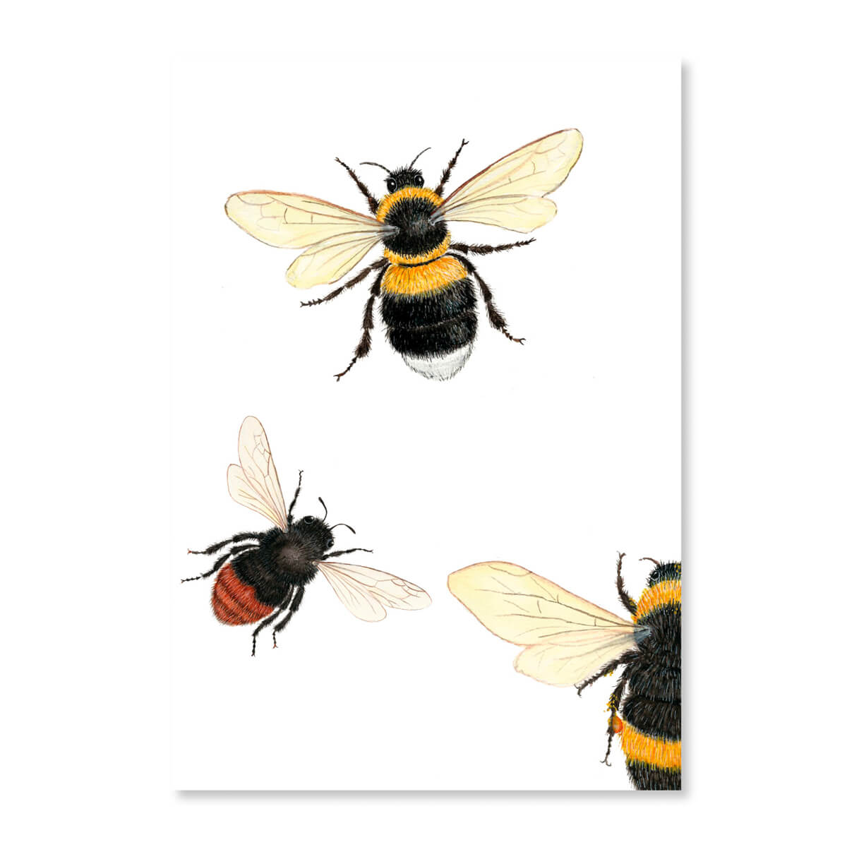 Postkarte Hummelversammlung